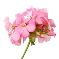 Load image into Gallery viewer, Geranium Candle