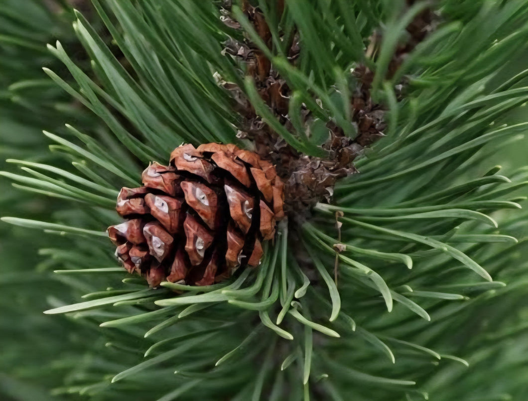 Pine Needle