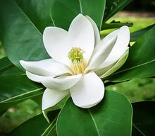 Load image into Gallery viewer, Magnolia Candle
