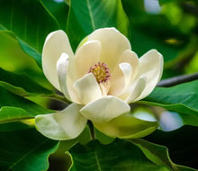 Load image into Gallery viewer, Magnolia Candle
