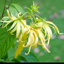 Load image into Gallery viewer, Ylang Ylang Candle
